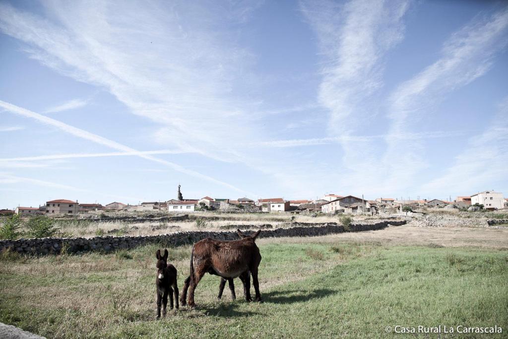 Casa Rural La Carrascala ثامورا المظهر الخارجي الصورة